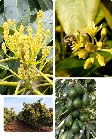 el-aguacate-necesita-polinización-para-dar-fruto
