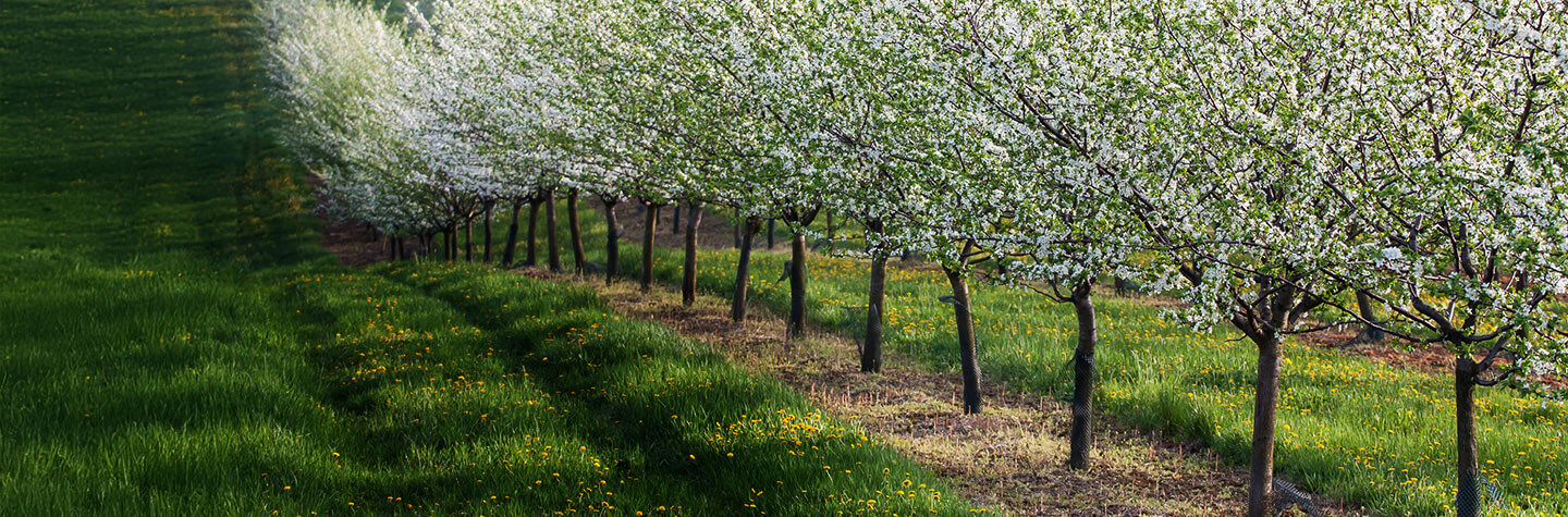 Flowers in open field