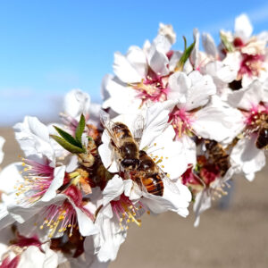 Almendro