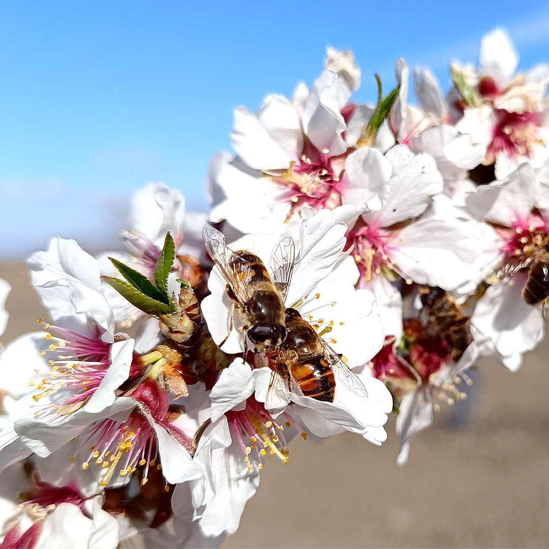 almond-pollination-hoverflies-polyfly