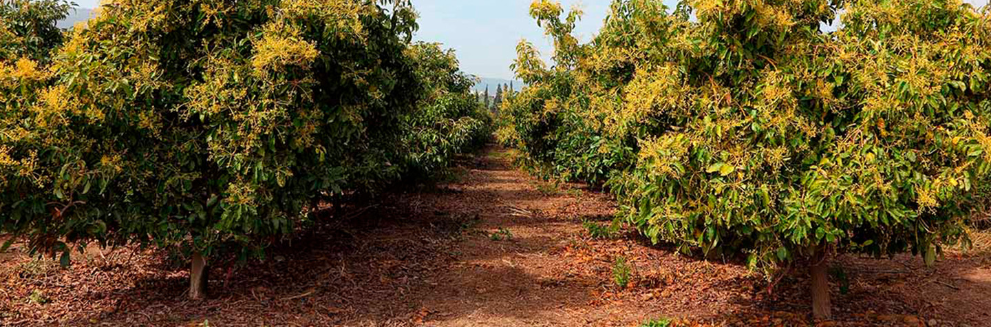Aguacate: la polinización con sírfidos aumenta su producción