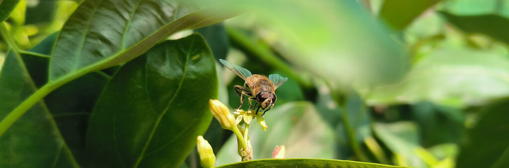 queenfly-pollination-with-avocado