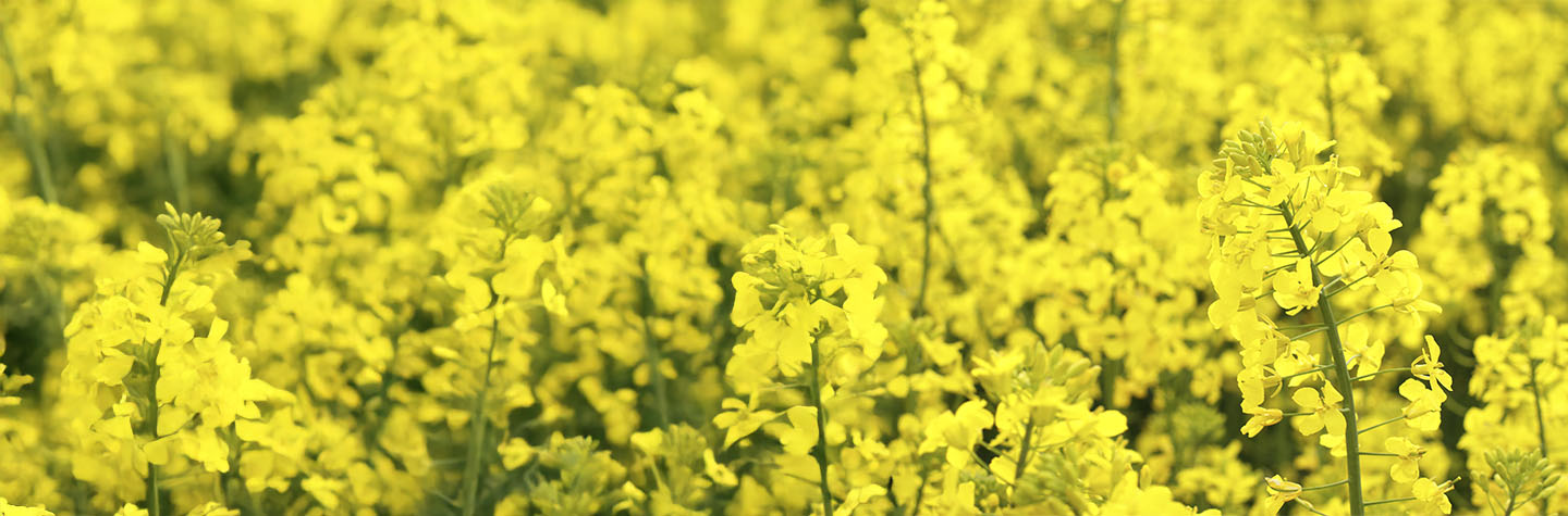 Colza (Canola)