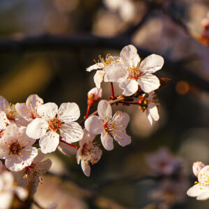 Cereza