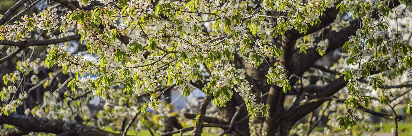 Cereza