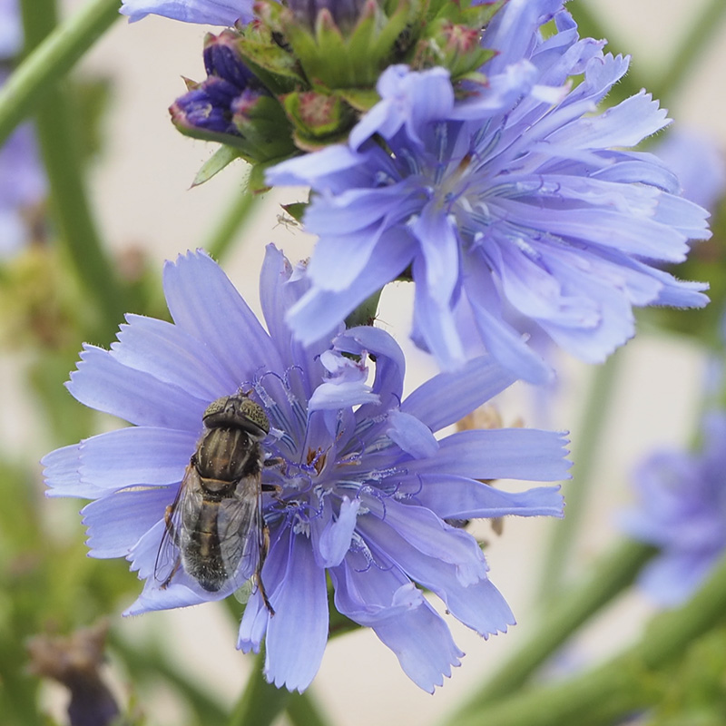 chicory-goldfly-pollination-hoverfly