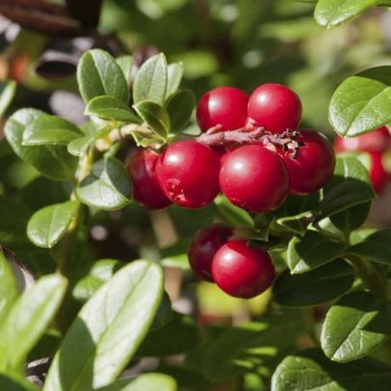 cranberry-flowers-pollination