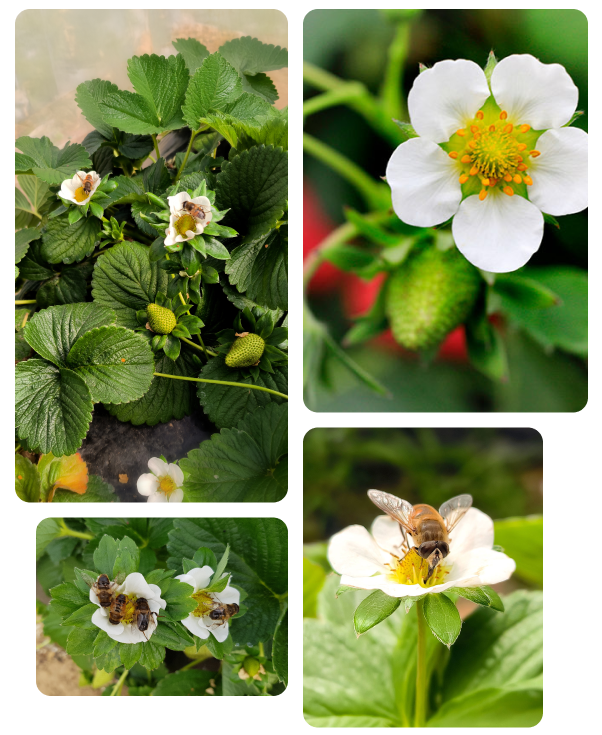 strawberry plants in flower with hoverflies