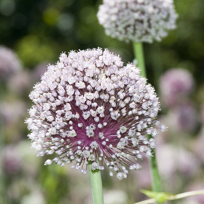 garlic-pollination-hoverflies
