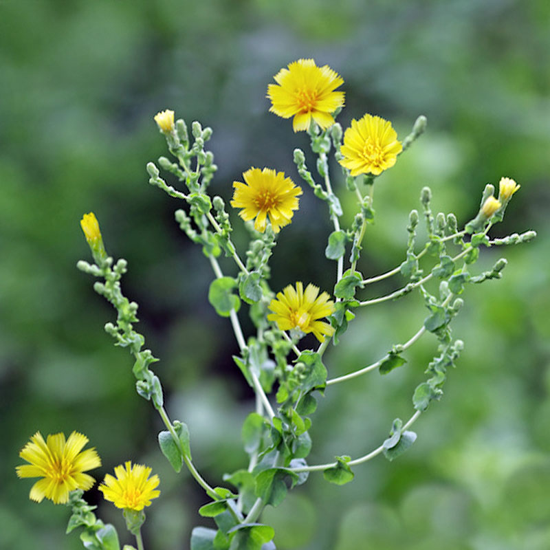 lettuce-flowers-pollination