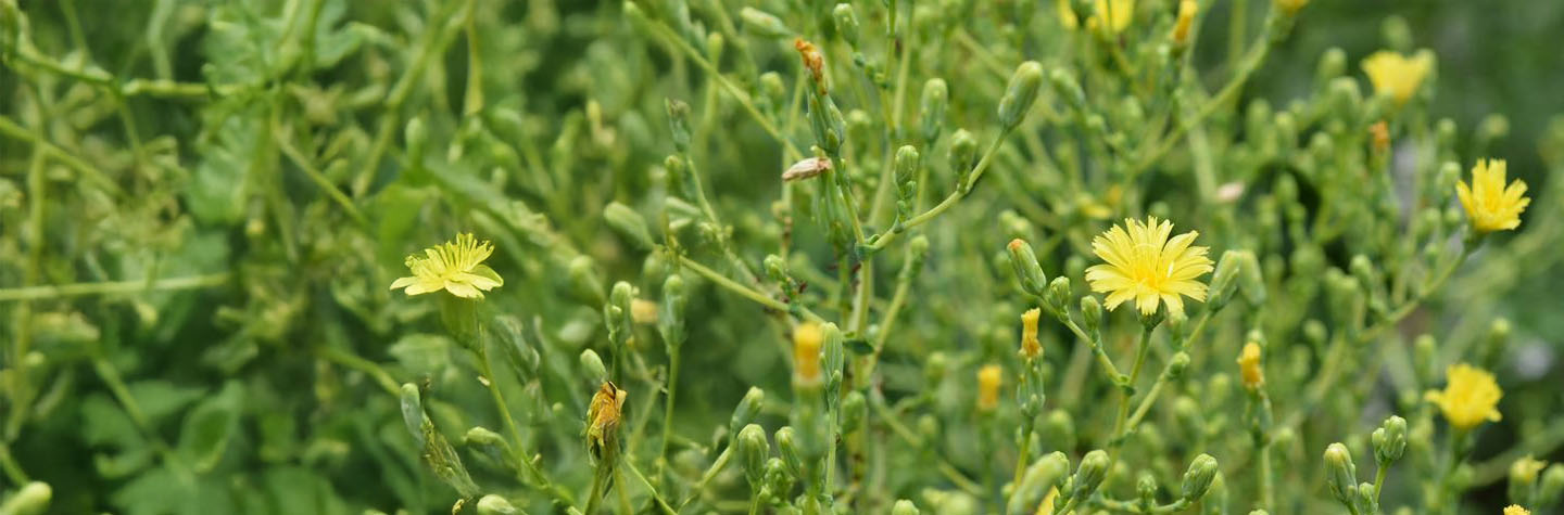 Lechuga