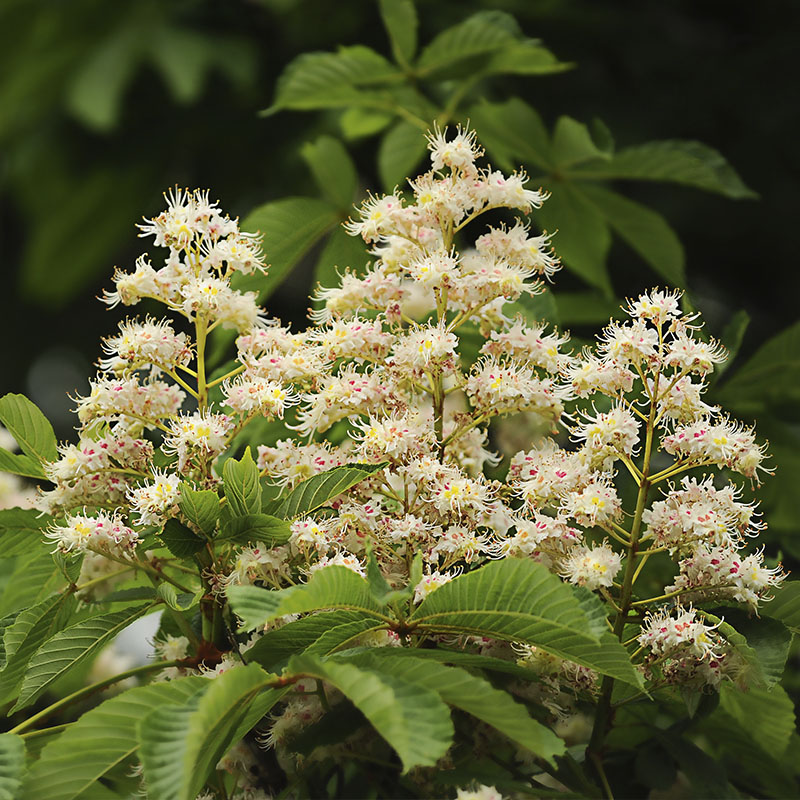 lichi-pollination-hoverfly-polyfly