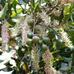Macadamia