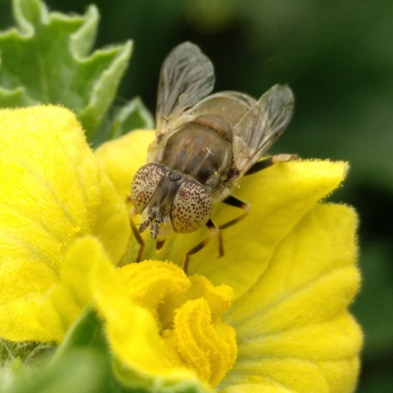 melon-flowers-pollination-goldfly