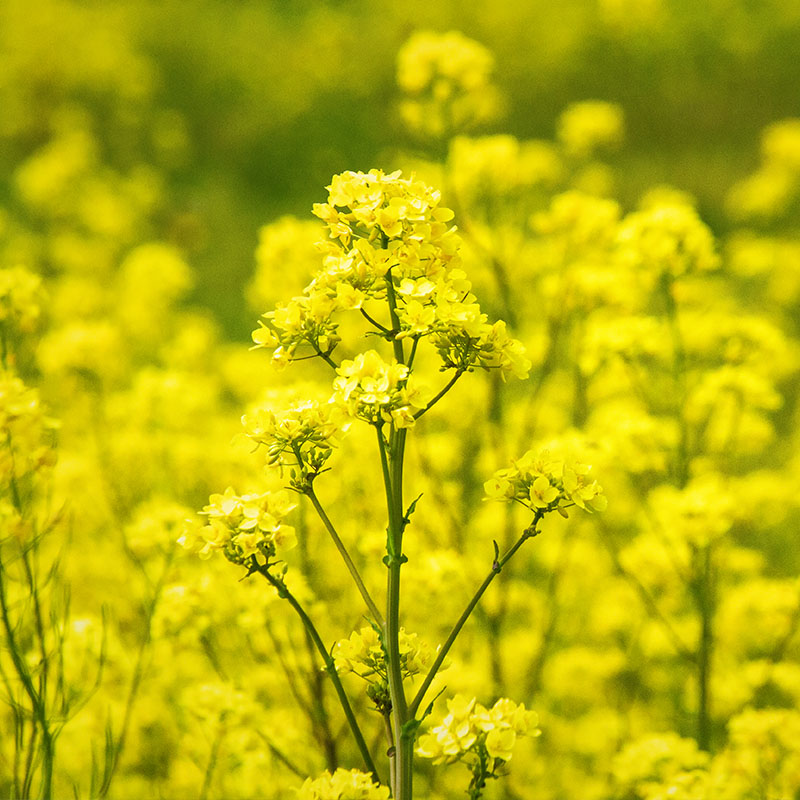 mustard-hoverfly-pollination