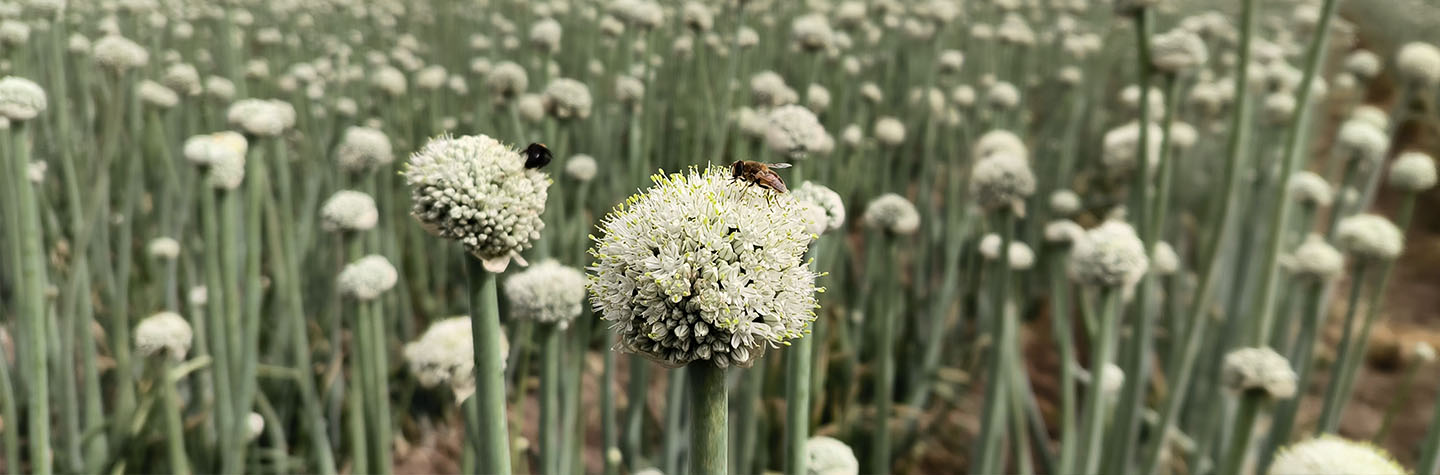Cebolla