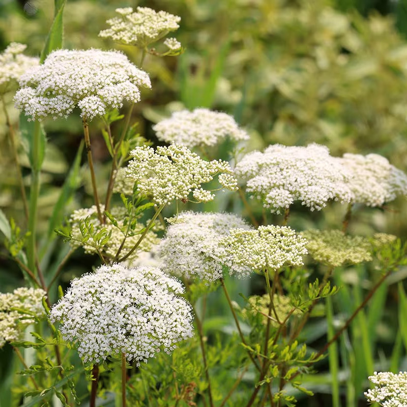 parsley-pollination