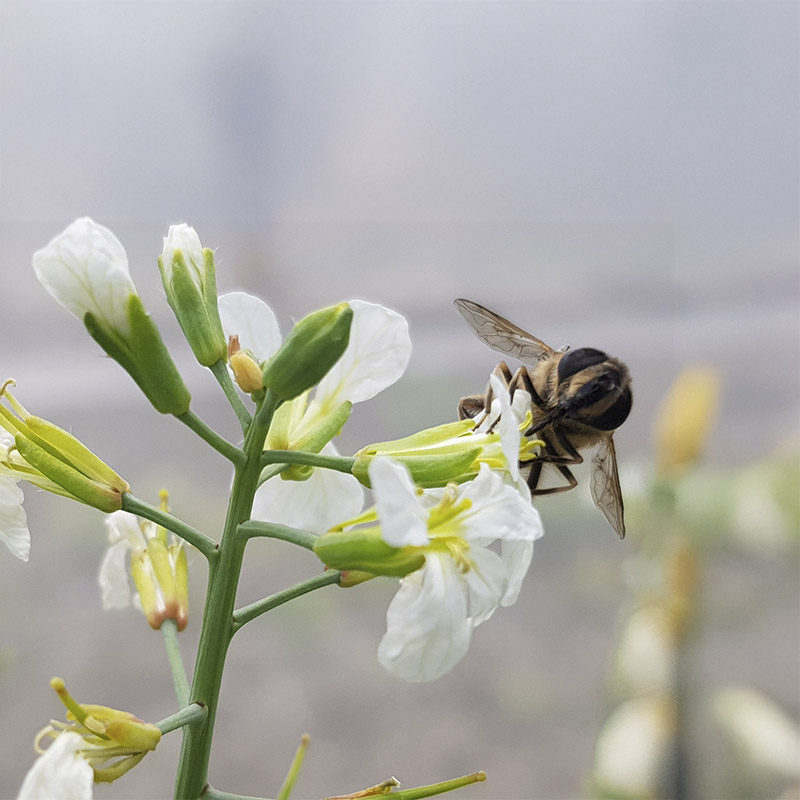 radish-pollination-hoverflies-polyfly