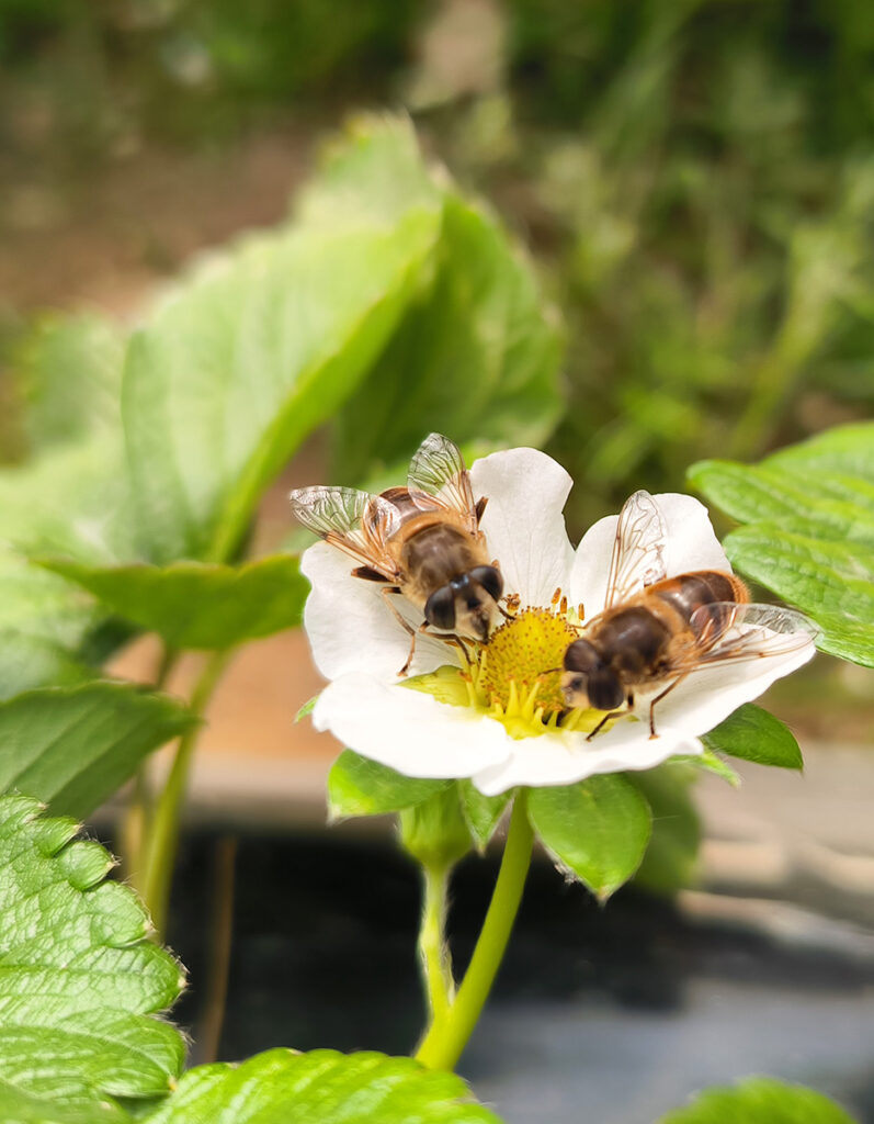 Strawberry: hoverfly pollination improves yield, quality and earliness