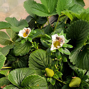 Fresas