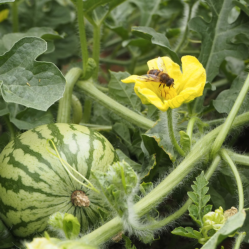 watermelon-pollination