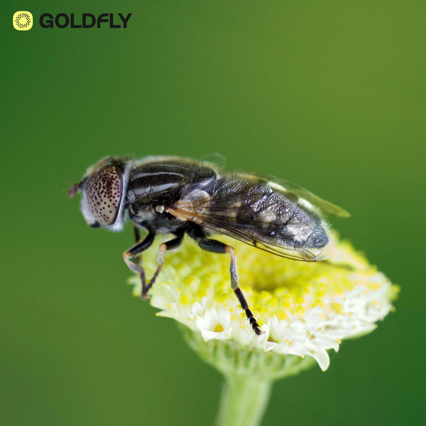 GOLDFLY®