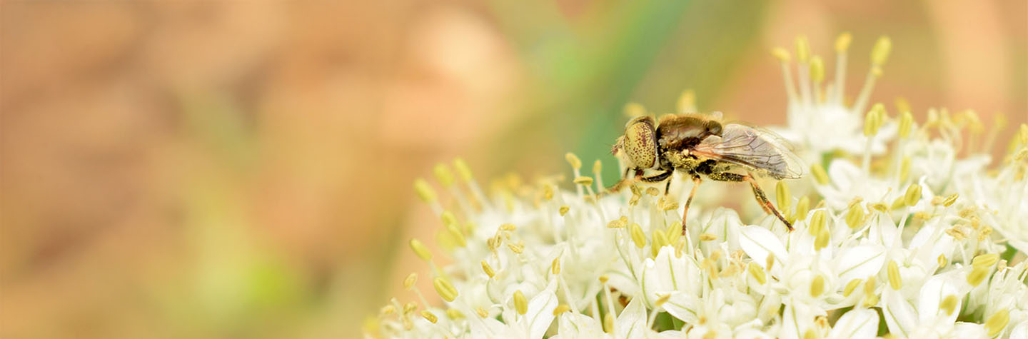 goldfly-polyfly-onion