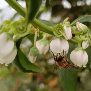 Arándano