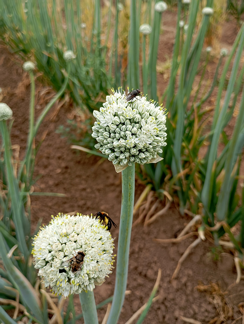 Atracción de biodiversidad