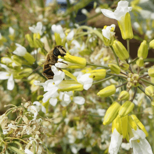 Coliflor