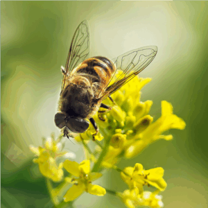 Colza (Canola)