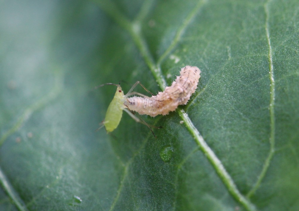 larva-pulgon