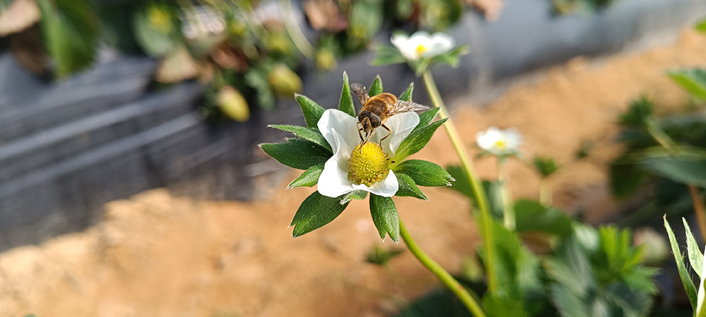polinizadores-fresasa-queenfly
