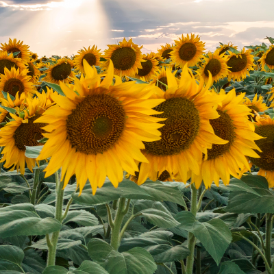Girasol