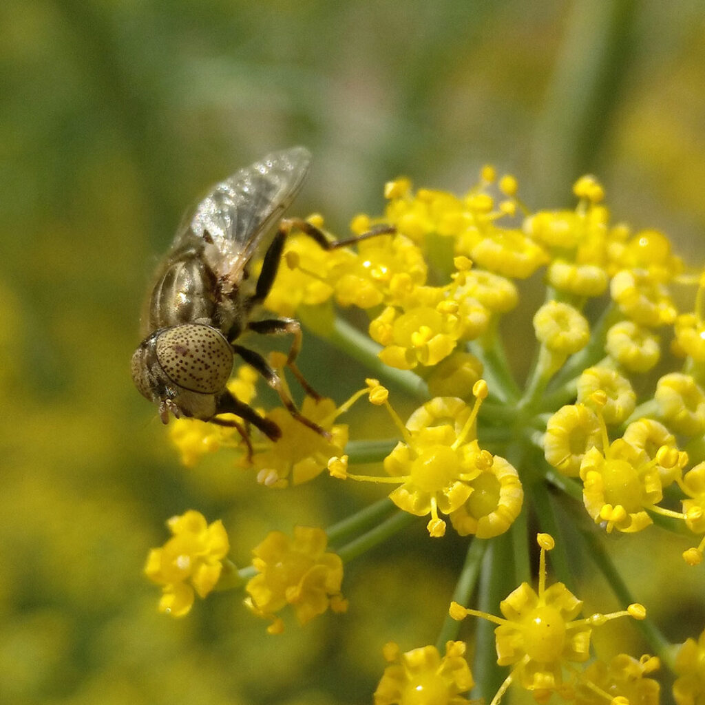 Goldfly pollination