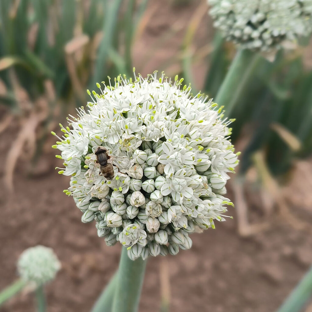 goldfly-onion-pollination