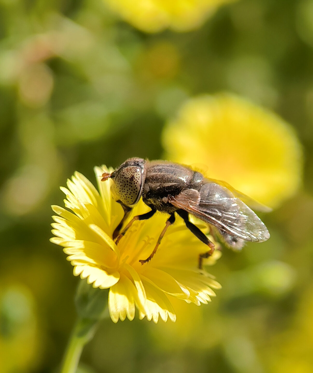 Polinización natural de Goldfly en condiciones de campo