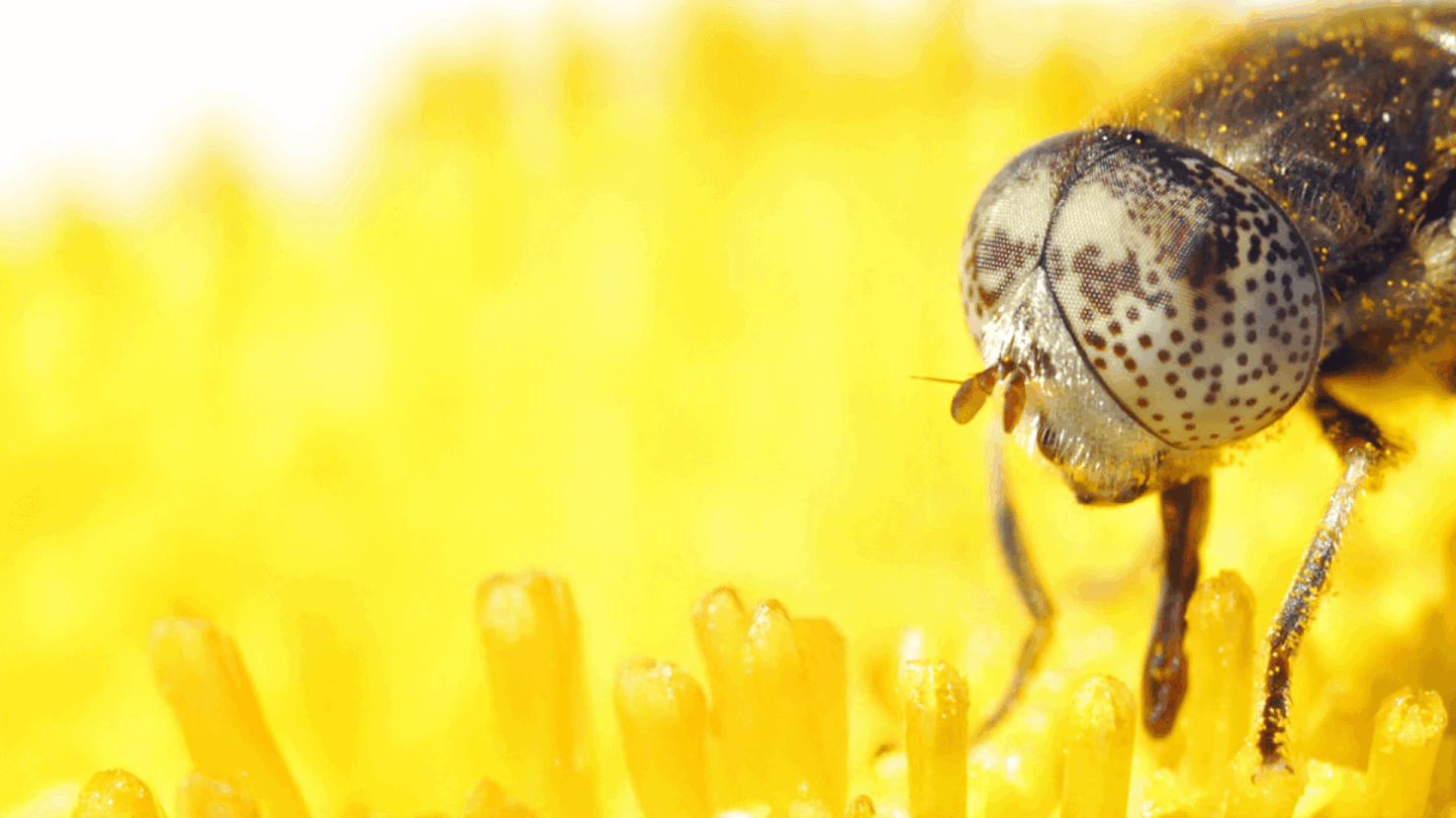 Polinización natural de Polyfly con hoverflies - tecnología de polinización de goldfly