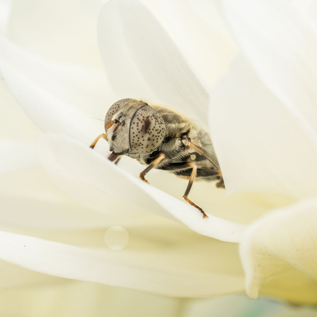 Tamaño y versatilidad para la polinización de flores pequeñas