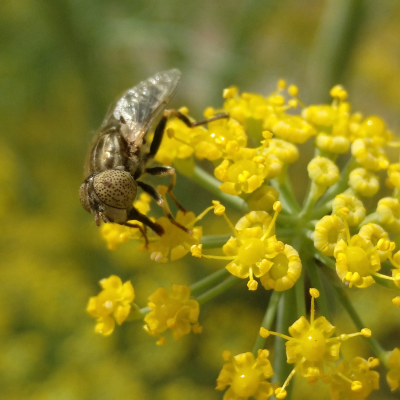 Fennel