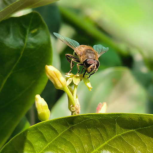 queenfly-avocado-pollination