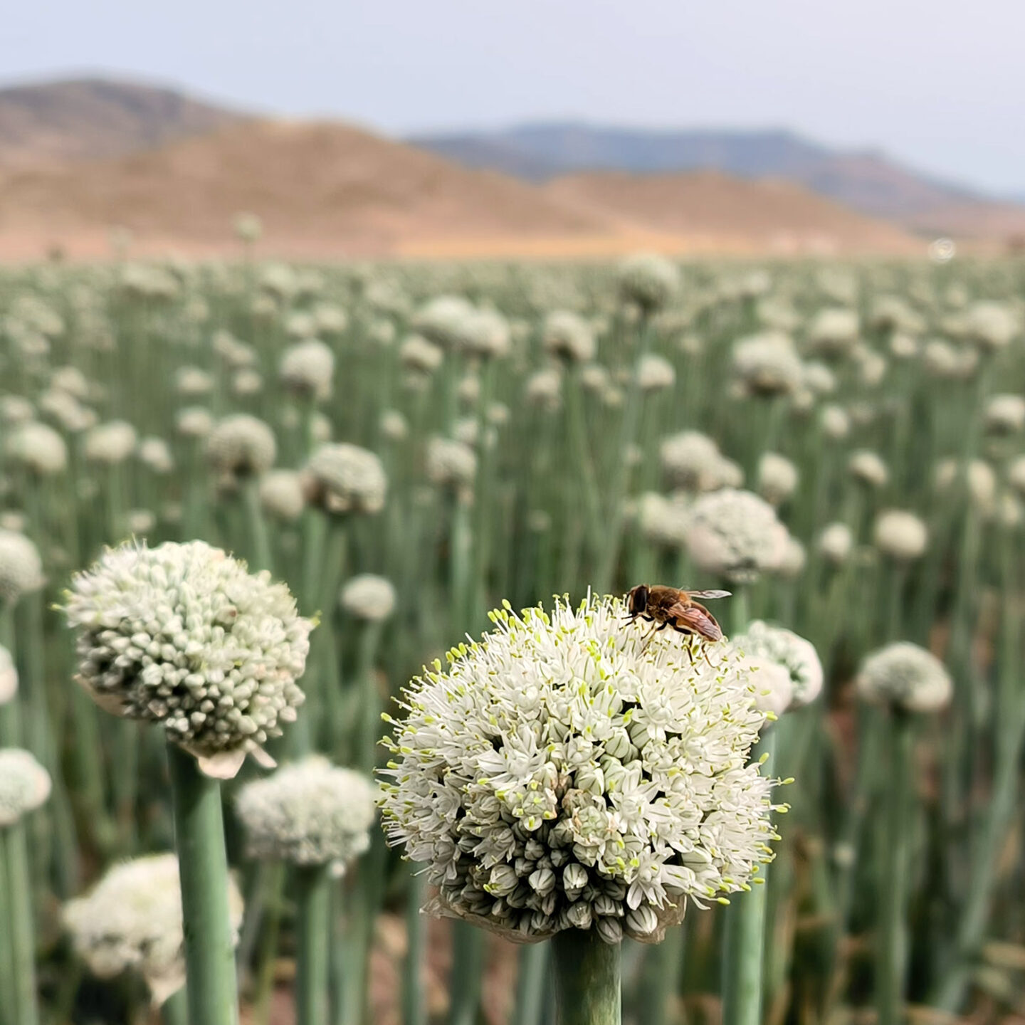 Adaptable y resistente