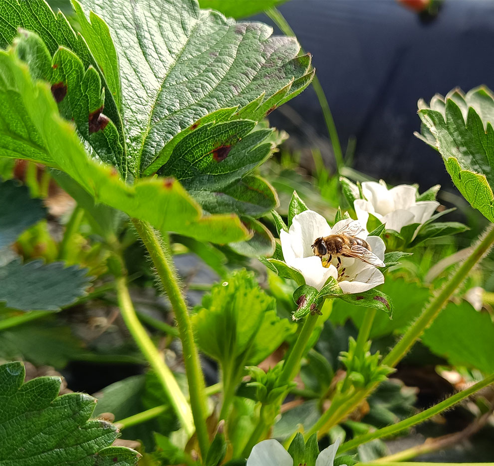 Descubre las soluciones de hoverfly de Polyfly para el cultivo de Fresas