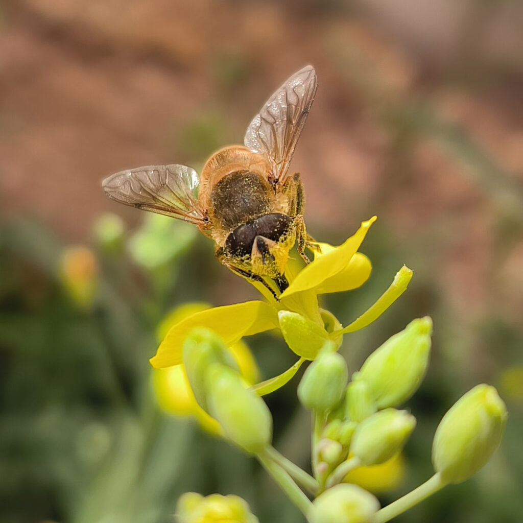 queenfly-rocket