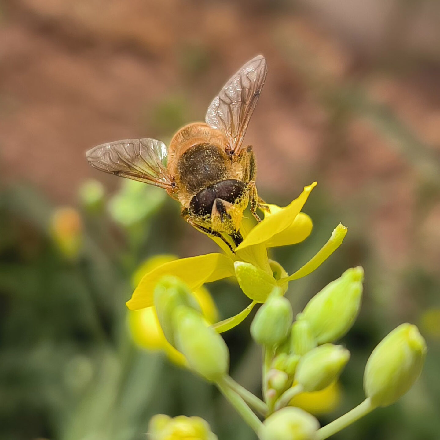 Se alimenta del néctar de las flores y transporta polen