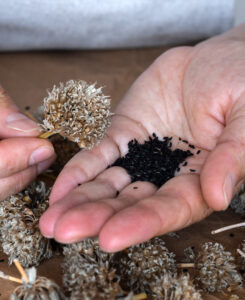 Boosting Cross-Pollination for seed production