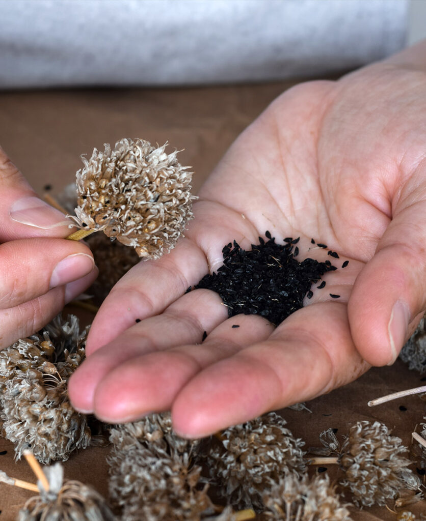 seed-crops-pollination