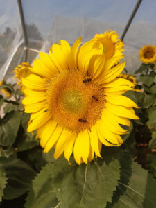 Girasol