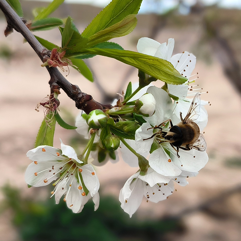 cherry-queenfly-pollination-polyflyl