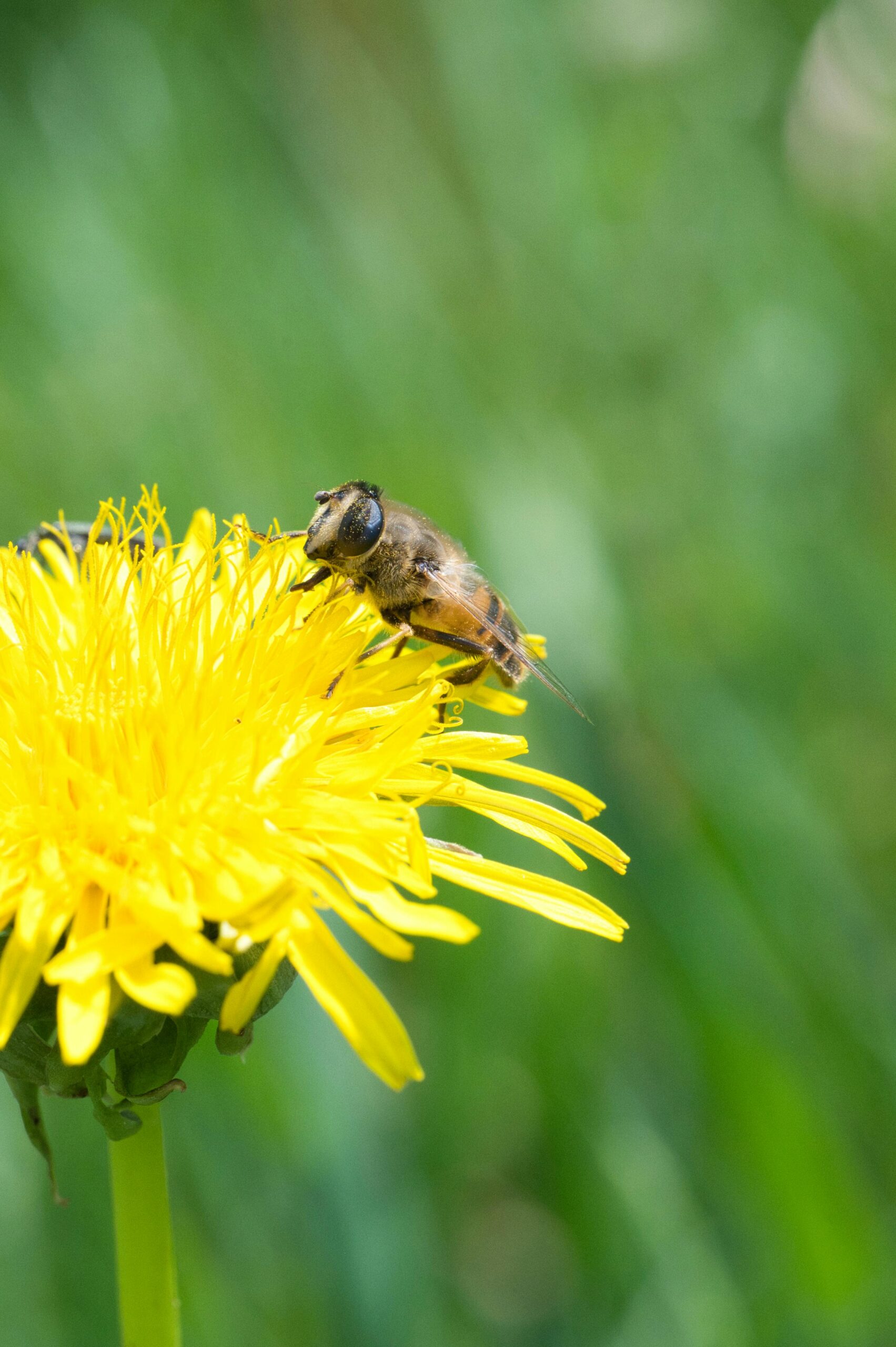 lettuce-goldfly-pollination-hoverfly